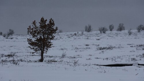 Dagali Ein kleiner Spaziergang entlang einer Loipe direkt vor dem Hotel „Torsetlia“.