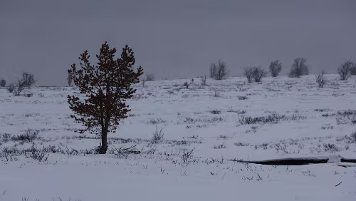Dagali Ein kleiner Spaziergang entlang einer Loipe direkt vor dem Hotel „Torsetlia“.