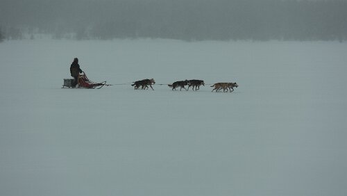 Lillehammer – Dagali Ahh, die Hundeschlittengruppen kehrt schon wieder zurück.