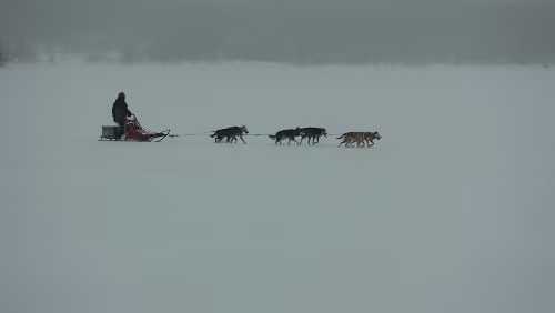 Lillehammer – Dagali Ahh, die Hundeschlittengruppen kehrt schon wieder zurück.