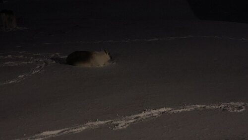 Longyearbyen Rentier