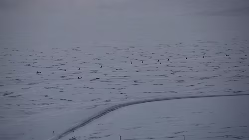 Longyearbyen Eine große Gruppe bricht in Richtung Adventdalen auf.