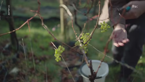 arte - Re: Ein Riesling aus Norwegen