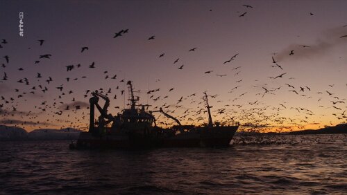 arte | Norwegen - Schwertwalen auf der Spur