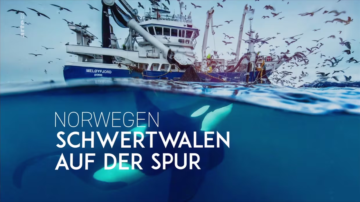 16.01.2021 arte | Norwegen - Schwertwalen auf der Spur Norwegen - Schwertwalen auf der Spur Ob Weißer Hai oder riesige Krokodile – kein Meeresbewohner entgeht seinem Objektiv:...