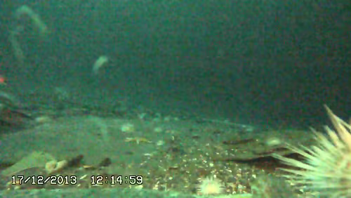 Finse stasjon Bergen, Steinbiten