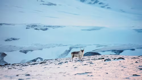 Hurtigruten Svalbard Elveneset Snowmobile Safari